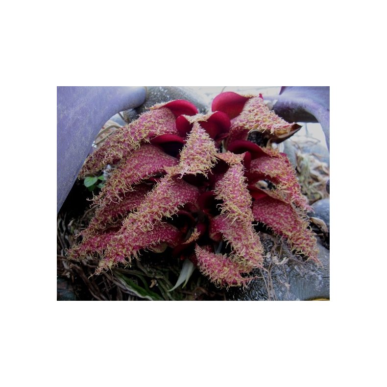 Bulbophyllum phalaenopsis