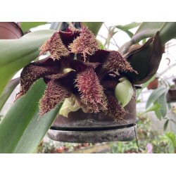 Bulbophyllum phalaenopsis