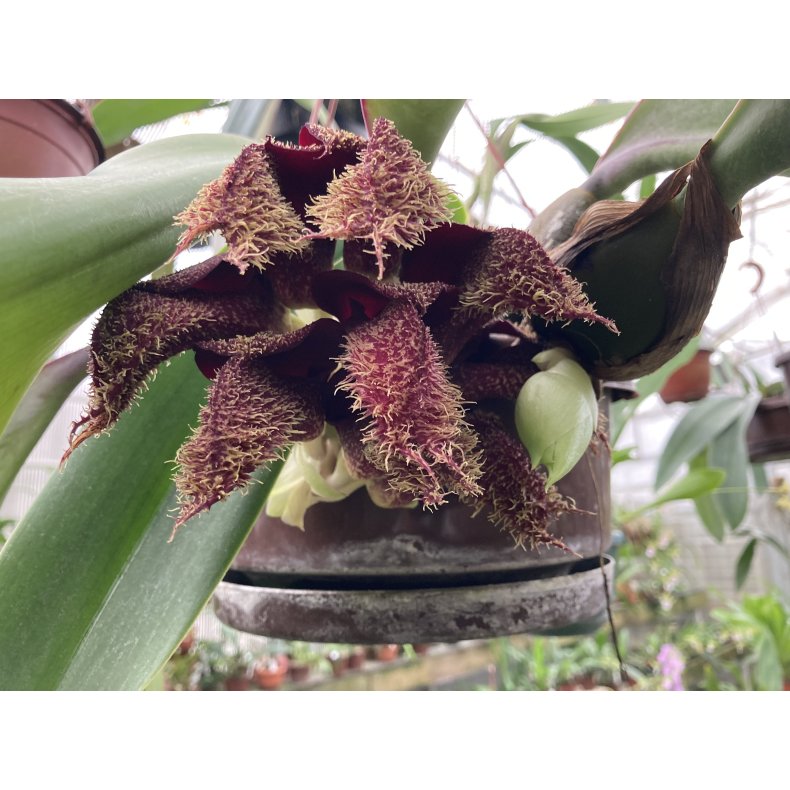 Bulbophyllum phalaenopsis