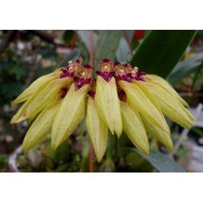 Bulbophyllum picturatum