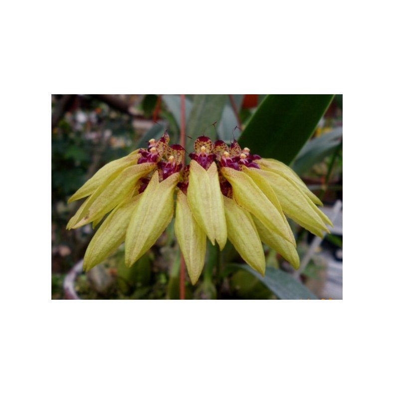 Bulbophyllum picturatum