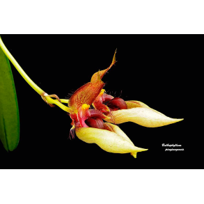 Bulbophyllum pingtungense