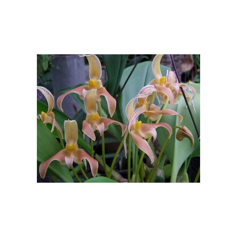 Bulbophyllum polystictum