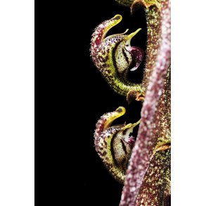 bulbophyllum purpureorachis