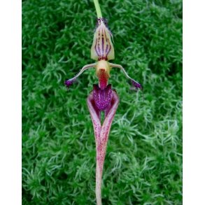 Bulbophyllum putidum