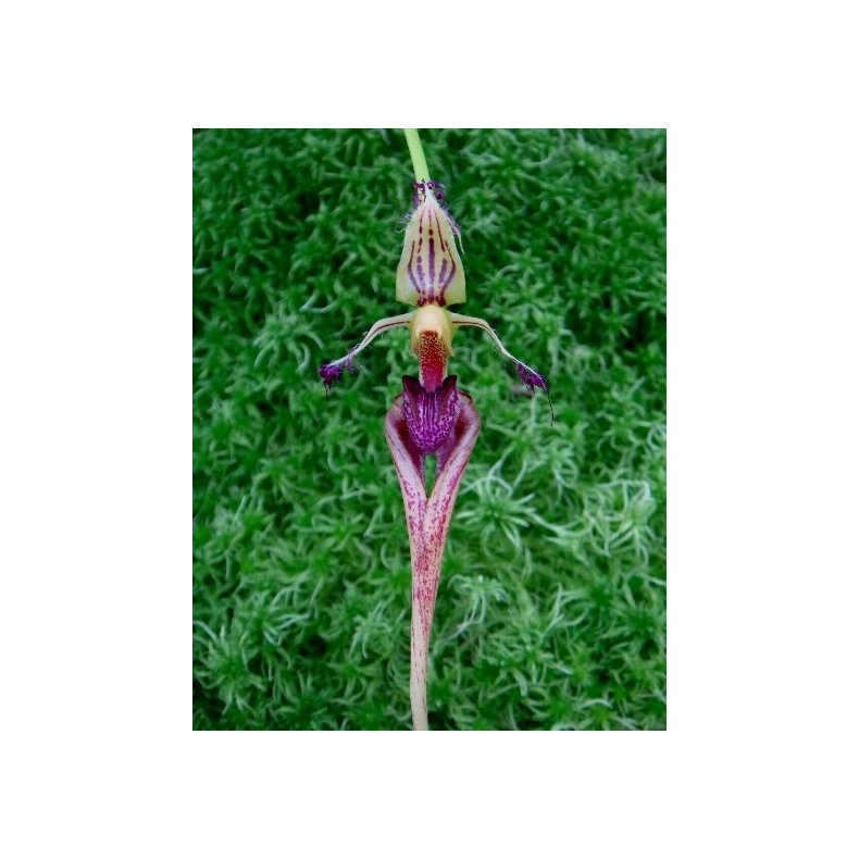 Bulbophyllum putidum