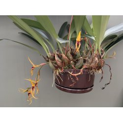 Bulbophyllum recurvilabre