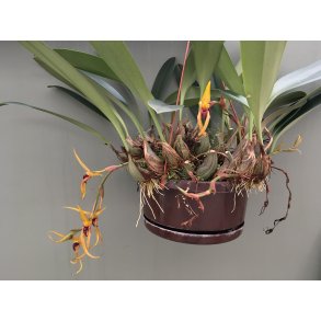 Bulbophyllum recurvilabre