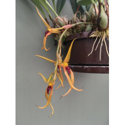 Bulbophyllum recurvilabre
