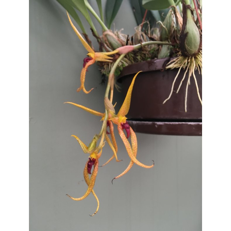 Bulbophyllum recurvilabre