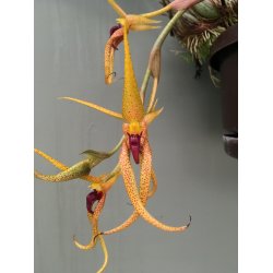 Bulbophyllum recurvilabre
