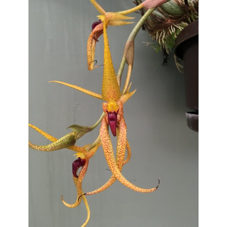 Bulbophyllum recurvilabre