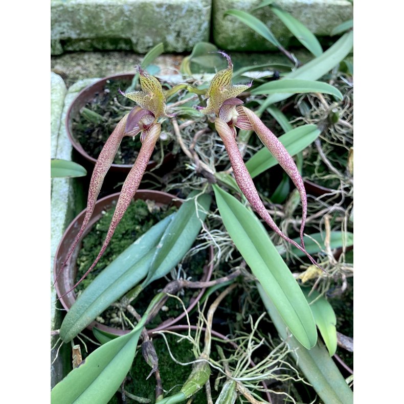 Bulbophyllum Santa Claus