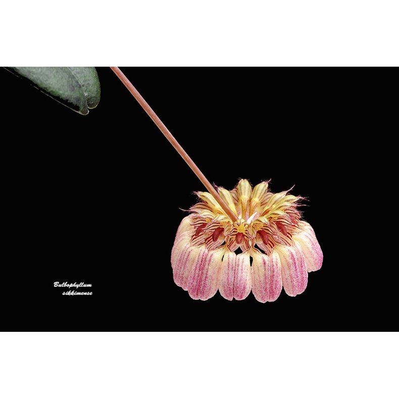 Bulbophyllum sikkimense