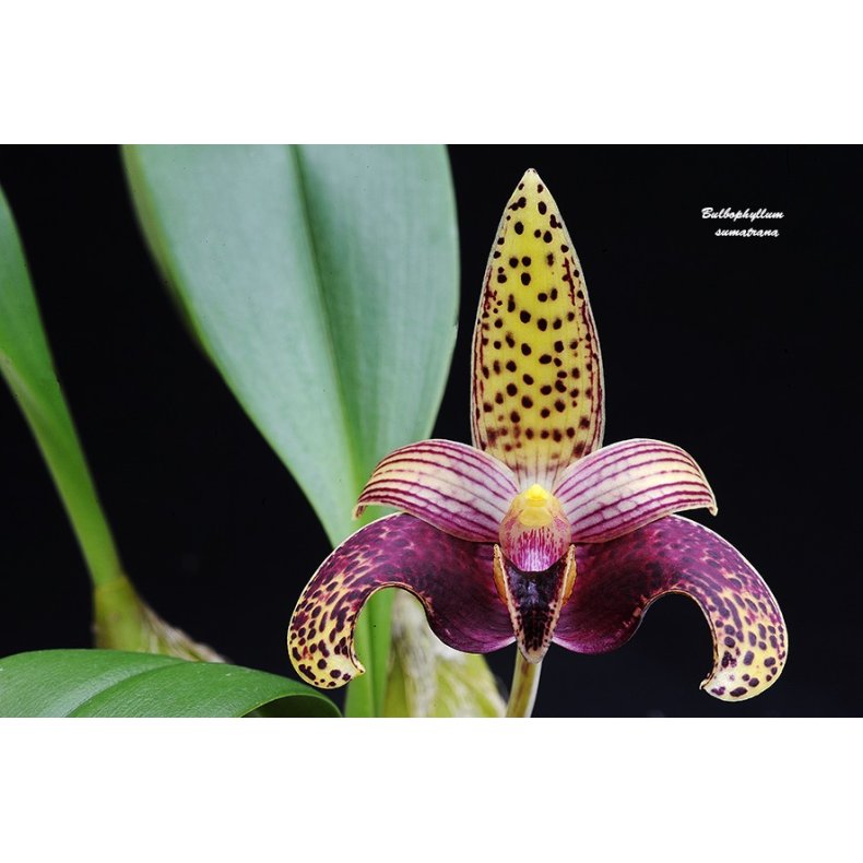 Bulbophyllum sumatranum