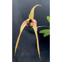 Bulbophyllum Wilbur Chang