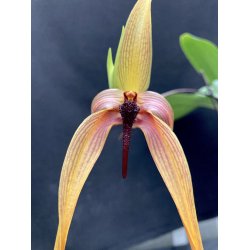 Bulbophyllum Wilbur Chang