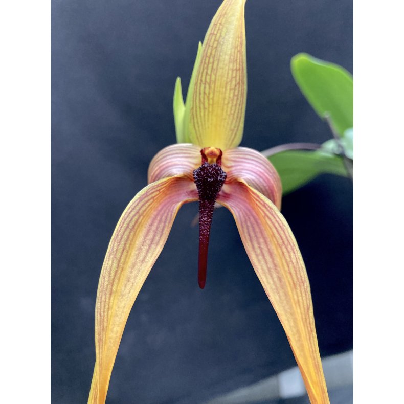 Bulbophyllum Wilbur Chang