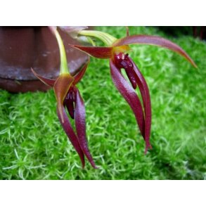 Bulbophyllum nymphopolitanum