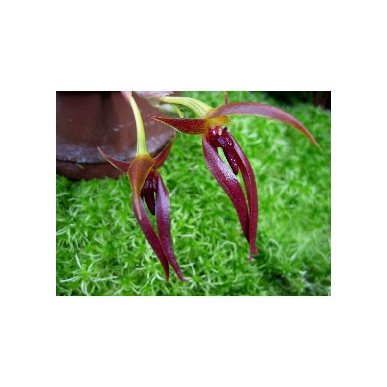 Bulbophyllum nymphopolitanum