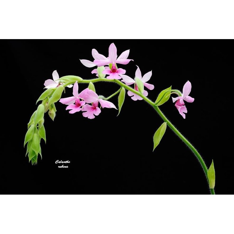 Calanthe rubens