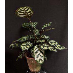 Calathea makoyana