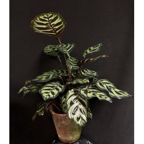 Calathea makoyana