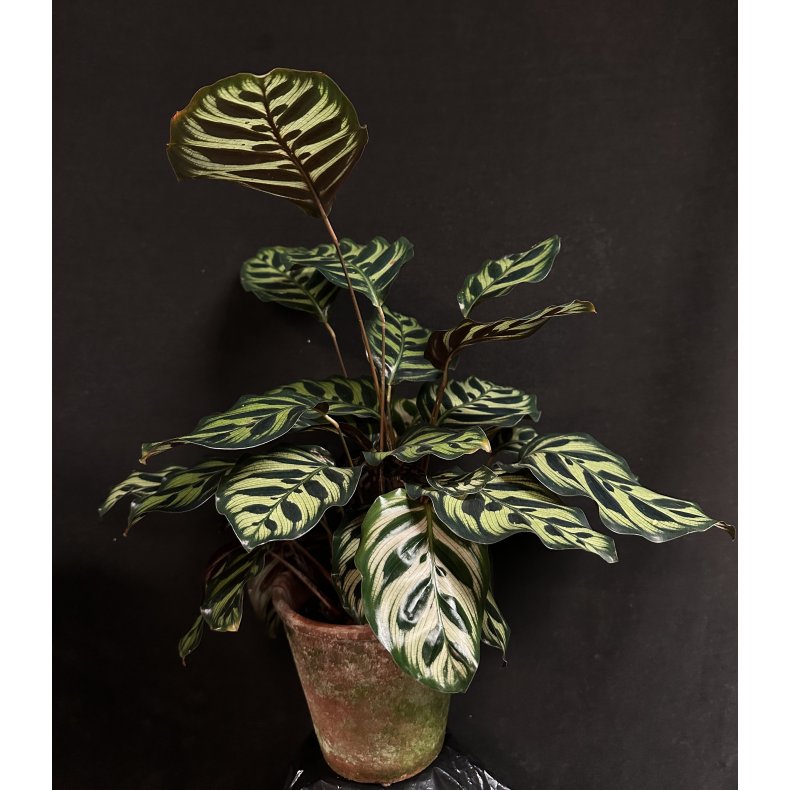 Calathea makoyana