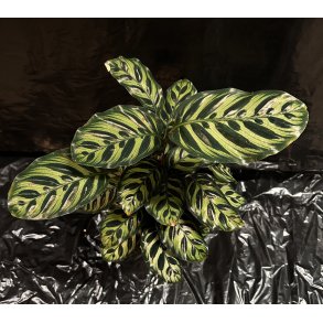 Calathea makoyana