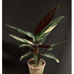 Calathea stromanthe 'Triostar'