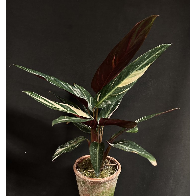 Calathea stromanthe 'Triostar'