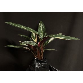 Calathea stromanthe 'Triostar'