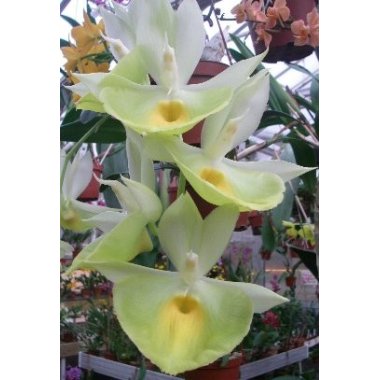 Catasetum