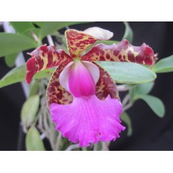 Cattleya aclandiae