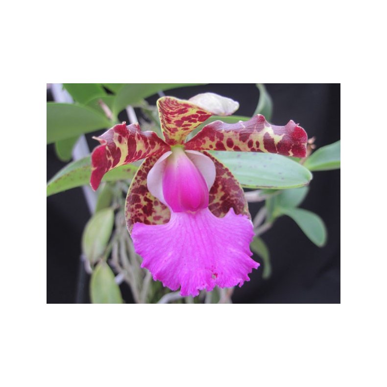Cattleya aclandiae