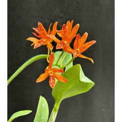 Cattleya aurantiaca Mishima Spot