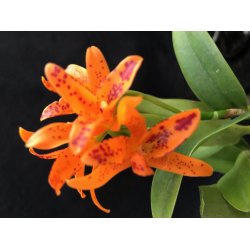 Cattleya aurantiaca Mishima Spot