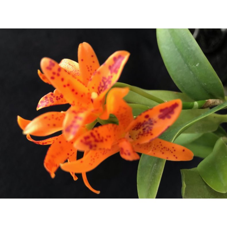 Cattleya aurantiaca Mishima Spot