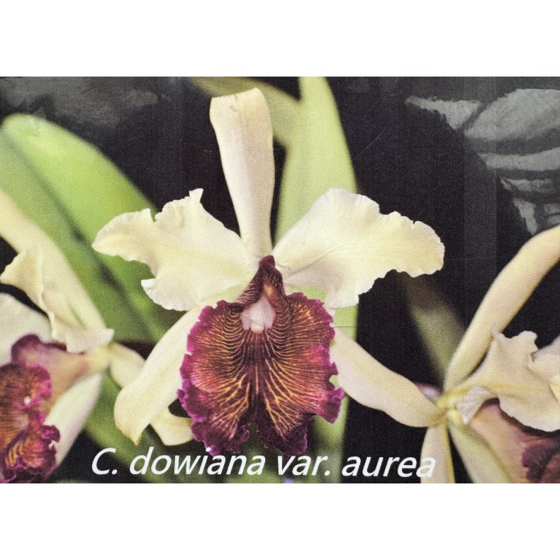 Cattleya dowiana aurea