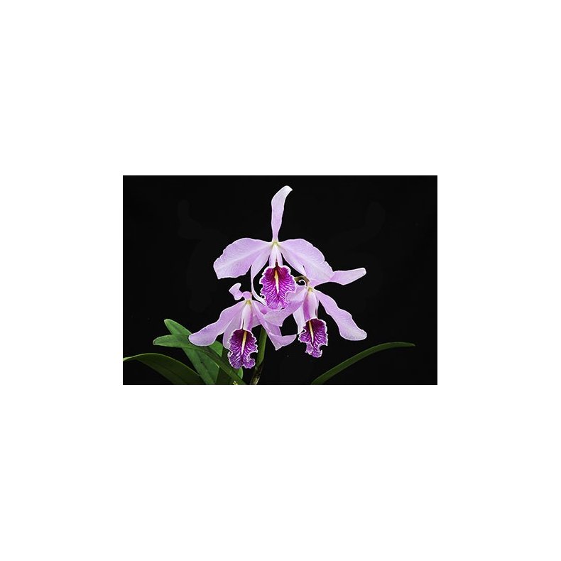 Cattleya maxima