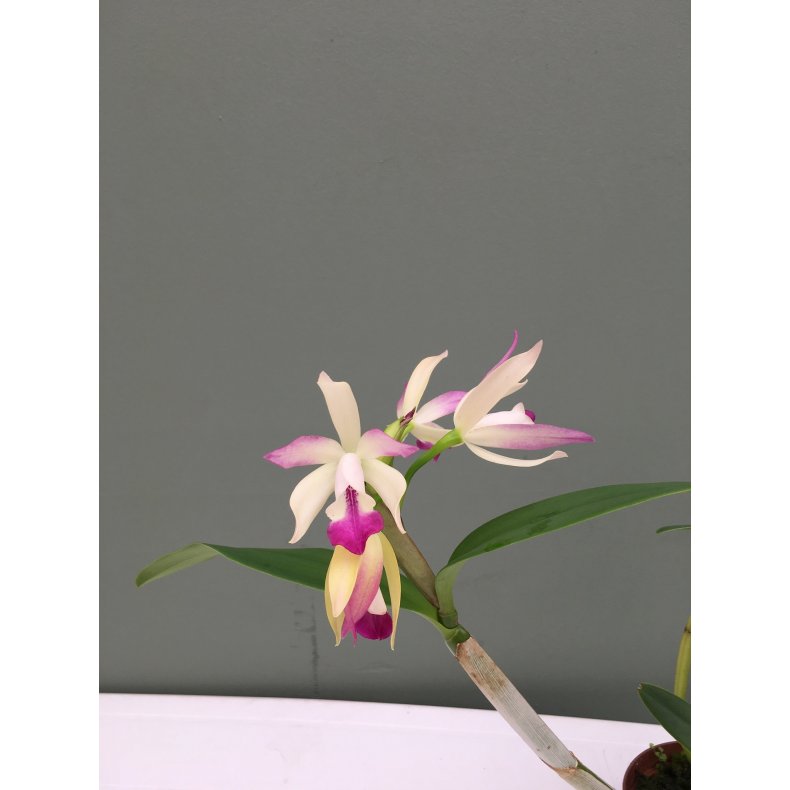 Cattleya aurantiaca x intermedia