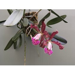 Cattleya schilleriana