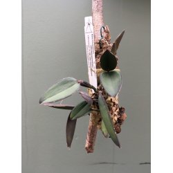 Cattleya schilleriana