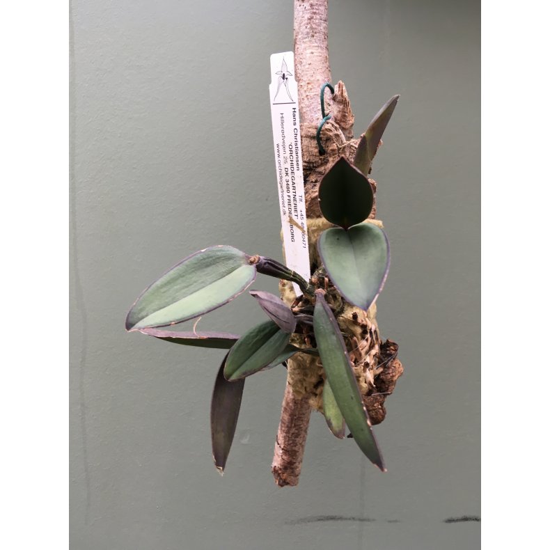 Cattleya schilleriana