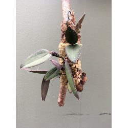 Cattleya schilleriana