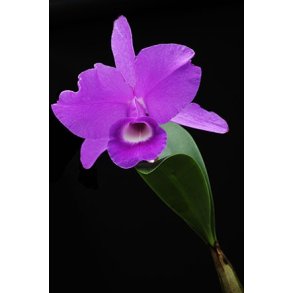 Cattleya skinnerii