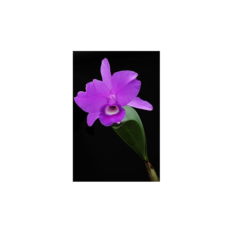Cattleya skinnerii