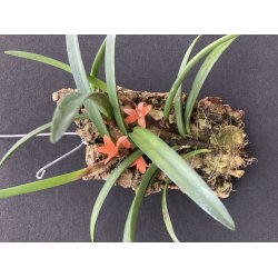 Ceratostyllis rubra/retisquama