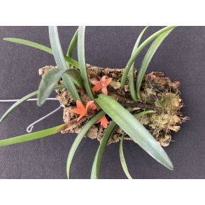 Ceratostyllis rubra/retisquama