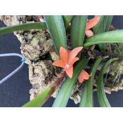 Ceratostyllis rubra/retisquama